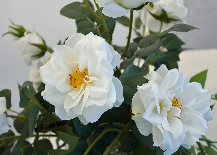 شقة Ricky's Luxury