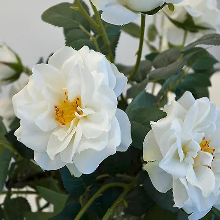 Apartment Ricky's Luxury